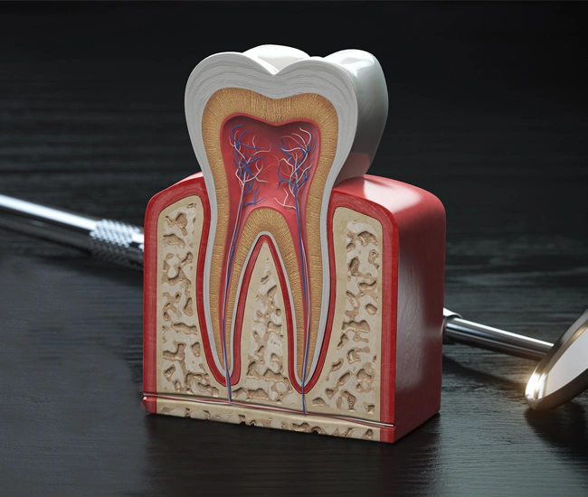 Anatomical tooth model showing internal structure with pulp, nerves, and bone, displayed with dental tools.